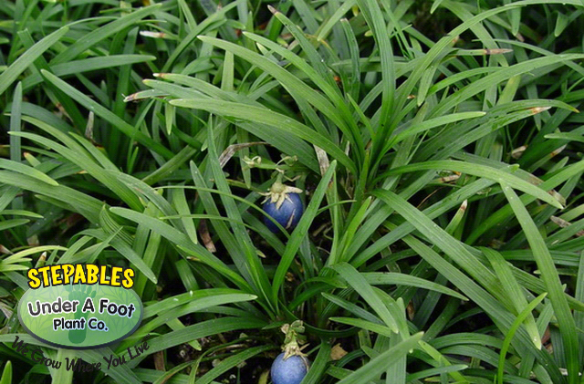Ophiopogon japonicus Nana Dwarf Mondo Grass